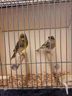 Kanarie's met kuif, Dieren en Toebehoren, Meerdere dieren, Kleurkanarie