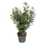 Eleagnus ebbingei compacta olijfwilg 60/80, Ophalen of Verzenden, Zomer, Overige soorten, Volle zon