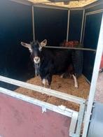 Dek bok  tehuur, Dieren en Toebehoren, Mannelijk, Geit