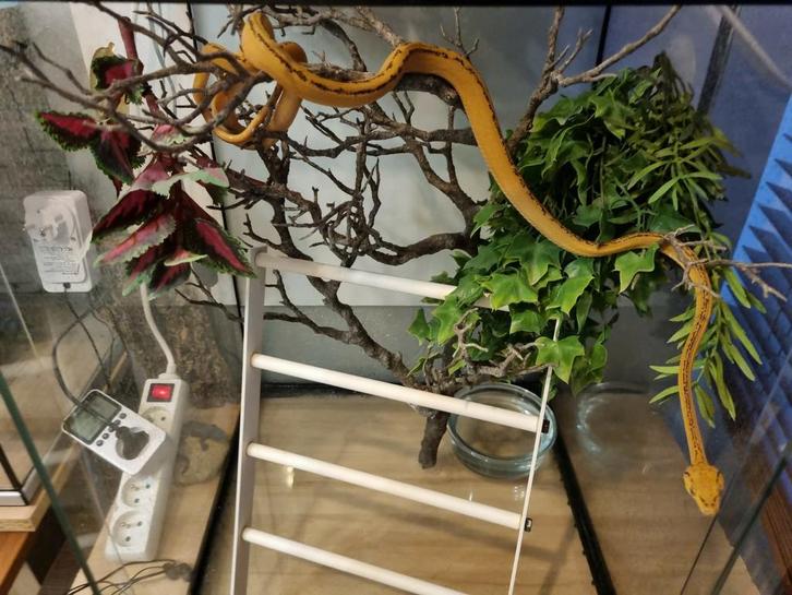 Corallus Hortulanus Tiger couleur caramel avec double ligne, Dieren en Toebehoren, Reptielen en Amfibieën, Slang, 0 tot 2 jaar