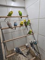 Engelse grasparkieten, Meerdere dieren, Parkiet