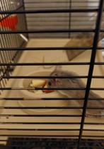 Dwerghamster met kooi, Dieren en Toebehoren, April, Mannelijk, Hamster