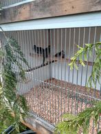 Zebraduif doffers, Dieren en Toebehoren, Vogels | Duiven, Vrouwelijk