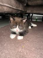 half Brits Korthaar / half Ragdoll kitten, Dieren en Toebehoren, Katten en Kittens | Overige Katten, Meerdere dieren, Kortharig