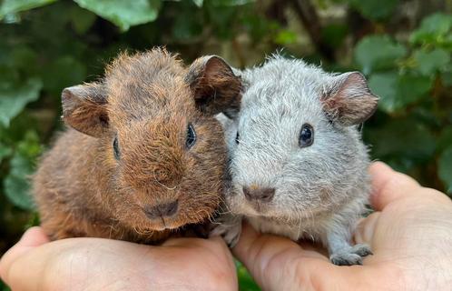 Prachtige en lieve Rex teddy broertjes, Dieren en Toebehoren, Knaagdieren, Mannelijk, Cavia, Juli, Tam