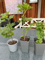 Rode aalbessen planten.     Per pot voor 9€, Ophalen, Minder dan 100 cm, Overige soorten, Zomer