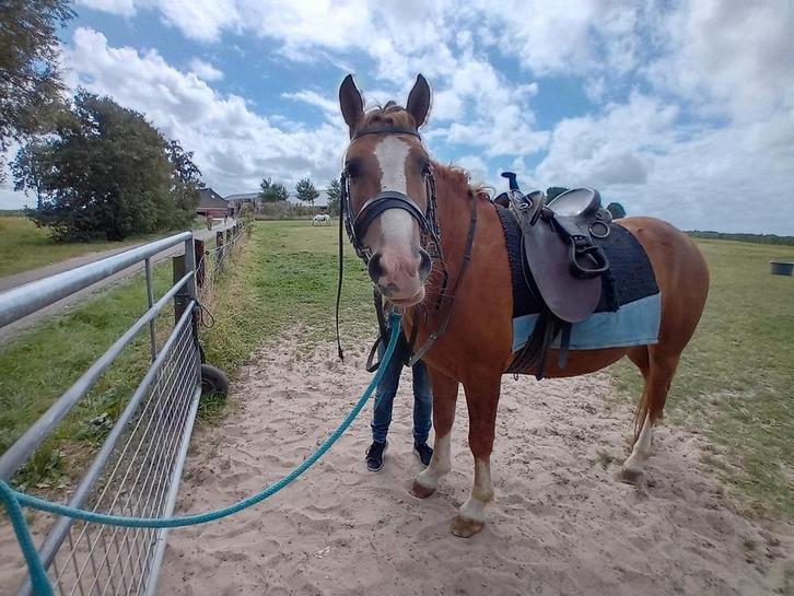 Mooie 5 jarige D-pony ruin, Dieren en Toebehoren, Pony's, Ruin, D pony (1.37m tot 1.48m), 3 tot 6 jaar