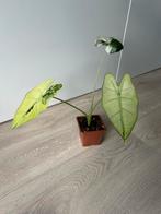 Alocasia frydek variegata, Ophalen of Verzenden, Overige soorten, Minder dan 100 cm