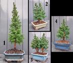 3 Bonsai Chamaecyparis thyoide- Coniferen., Huis en Inrichting, Kamerplanten, In pot, Minder dan 100 cm, Bonsai, Groene kamerplant