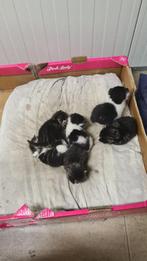 Kittens, Dieren en Toebehoren, Meerdere dieren, 0 tot 2 jaar