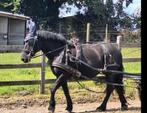Koetspaard, Dieren en Toebehoren, Paarden, Merrie, Minder dan 160 cm, Gechipt, Zadelmak
