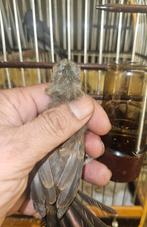 Twatwa pop hele kleine twatwa pop geringd 2025 twa twa, Vrouwelijk, Geringd