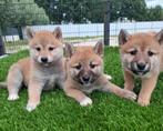 TE KOOP MOOIE SHIBA INU PUPS, Nederland, Overige rassen, CDV (hondenziekte), 8 tot 15 weken