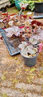 Heuchera Palace Purple, Ophalen, Zomer, Volle zon
