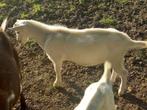 Bokken, Dieren en Toebehoren, Schapen, Geiten en Varkens, Mannelijk, Geit, 0 tot 2 jaar