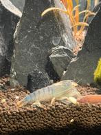 Waaierhand garnalen, Dieren en Toebehoren, Kreeft, Krab of Garnaal