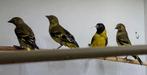 2x Zwartkopsijs 2025. Prijs per stuk, Meerdere dieren, Tropenvogel