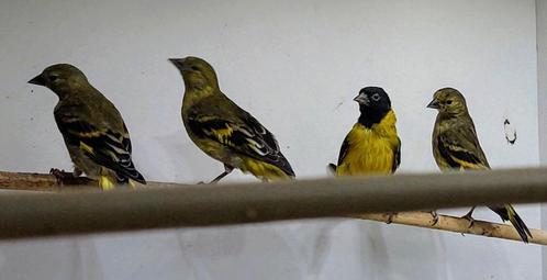 2x Zwartkopsijs 2025. Prijs per stuk, Dieren en Toebehoren, Vogels | Overige Vogels, Tropenvogel, Meerdere dieren