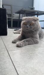 Lieve scottish fold, Dieren en Toebehoren, Katten en Kittens | Raskatten | Korthaar, Poes, Ontwormd, 3 tot 5 jaar