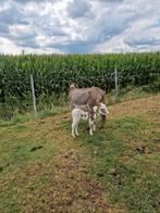 Ezel met bont merrie veulen super mak veulen, Dieren en Toebehoren, Overige Dieren, April, Vrouwelijk