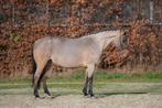 Zeer gave en unieke E pony met roan kleur!️, Dieren en Toebehoren, Pony's, B, Gechipt, Dressuurpony, 7 tot 10 jaar