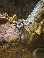 Diverse vogelspinnen, Dieren en Toebehoren, Insecten en Spinnen, Spin of Schorpioen