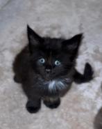 Maine Coon kittens, Meerdere dieren, Gechipt, 0 tot 2 jaar