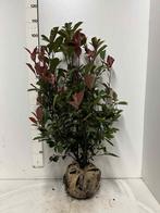 Photinia fraseri Red Robin - Verschillende maten, Overige soorten, Volle zon, Vaste plant, Ophalen of Verzenden