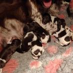 Bruine Friese stabij pups, Rabiës (hondsdolheid), Overige rassen, 8 tot 15 weken, Meerdere