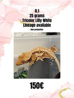 0.1 tricolor lilly white, Dieren en Toebehoren, Reptielen en Amfibieën, Hagedis, 0 tot 2 jaar