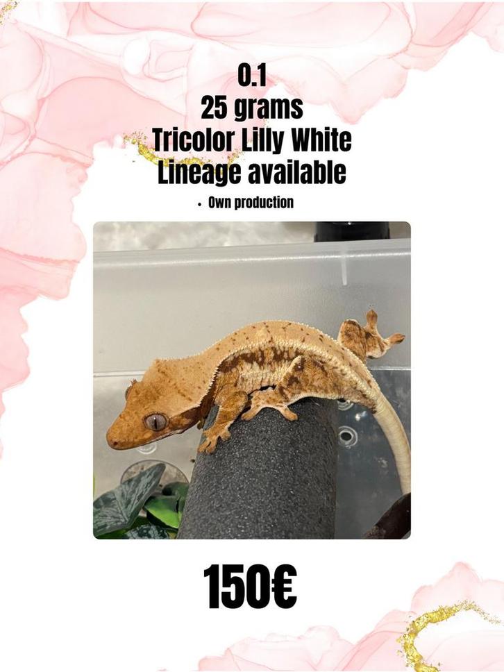 0.1 tricolor lilly white, Dieren en Toebehoren, Reptielen en Amfibieën, Hagedis, 0 tot 2 jaar