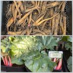 Rabarber Stockbridge Arrow (Rheum ‘Stockbridge Arrow’), Tuin en Terras, Planten | Tuinplanten, Ophalen of Verzenden, Overige soorten
