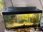Tropisch aquarium compleet, Ophalen, Zo goed als nieuw, Gevuld zoetwateraquarium