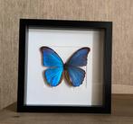 Opgezette vlinder in lijst, Huis en Inrichting, Ophalen of Verzenden, Hout, Minder dan 50 cm