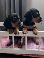 Teckel pups black and tan korthaar en langhaar, Rabiës (hondsdolheid), 8 tot 15 weken, Korthaar, Dwerg