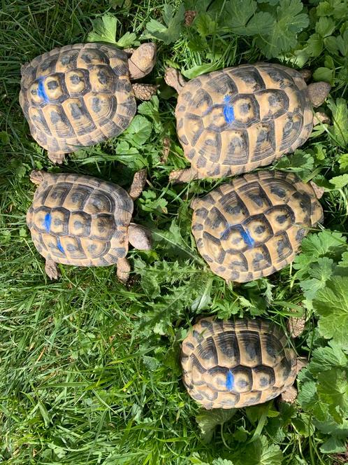 10 Griekse landschildpadden., Dieren en Toebehoren, Reptielen en Amfibieën, Schildpad, 7 tot 10 jaar