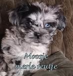 schattige Shih Tzu boomer pupjes. Mogen verhuizen, Dieren en Toebehoren, Overige rassen, 8 tot 15 weken, CDV (hondenziekte), Meerdere