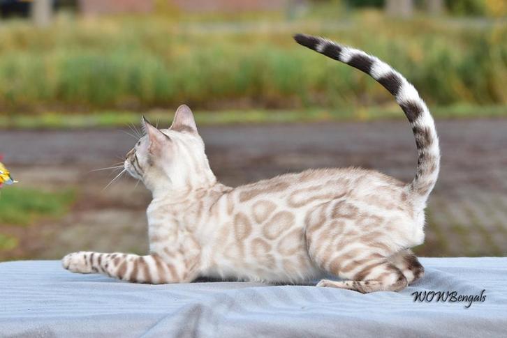 Prachtig Bengaal (sneeuw) kitten beschikbaar, Dieren en Toebehoren, Katten en Kittens | Raskatten | Korthaar, Kater, 0 tot 2 jaar