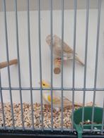 Isabel geel mozaiek/satinet, Dieren en Toebehoren, Vogels | Kanaries, Meerdere dieren, Kleurkanarie