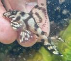 Hypancistrus Sp. (L333) | white king tiger pleco, Dieren en Toebehoren, Vissen | Aquariumvissen, Vis