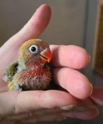 Baby agapornis, Dieren en Toebehoren, Geslacht onbekend, Dwergpapegaai of Agapornis