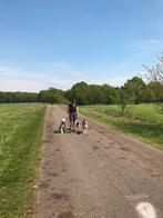 Hondentraining & Gedragsbegeleiding TIJDELIJKE AANBIEDING!, Diensten en Vakmensen, Dieren | Honden | Verzorging, Oppas en Les