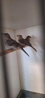 Mexicaanse roodmussen, Dieren en Toebehoren, Vogels | Kanaries, Geslacht onbekend