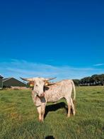 Texas longhorn vaarzen, Dieren en Toebehoren, Vrouwelijk