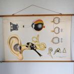 Schoolplaat Oog, oor, lens, gehoor, Ophalen of Verzenden, Natuur en Biologie