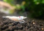 Pure red line garnalen | Caridina shrimps PRL, Dieren en Toebehoren, Vissen | Aquariumvissen, Zoetwatervis, Kreeft, Krab of Garnaal