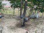 Haan en 5 hennen gestreepte leghorn/ legkip, Dieren en Toebehoren, Pluimvee, Meerdere dieren, Kip