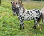 Appaloosa veulens A/B pony’s., Dieren en Toebehoren, Merrie