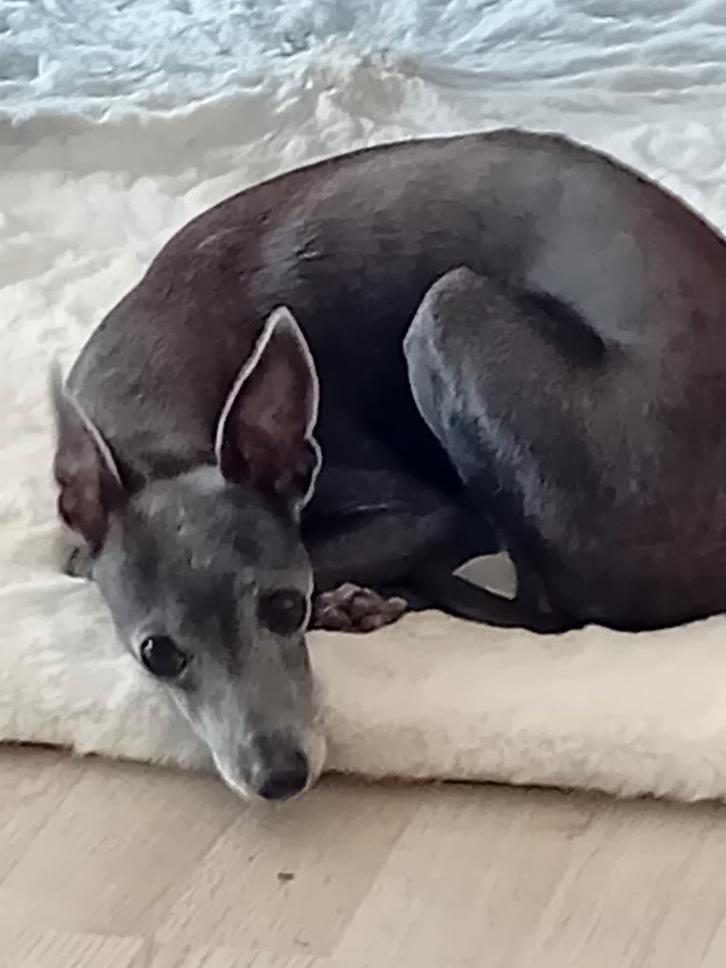 Italiaans windhondtje, Boeken, Dieren en Huisdieren, Zo goed als nieuw, Honden, Ophalen