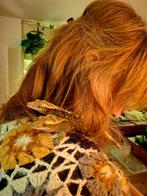 Wimpergekko-paartje + terrarium 60x45x60, Overige soorten, Met terrarium, 3 tot 6 jaar